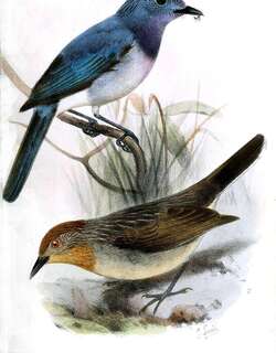 仙王鹟 / Celestial Monarch / Hypothymis coelestis