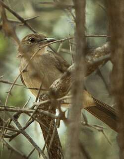 锯齿旋木鹎 / Northern Brownbul / Phyllastrephus strepitans