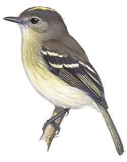 绿胸斑翅霸鹟 / Olive-chested Flycatcher / Myiophobus cryptoxanthus