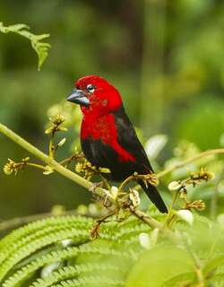 黑腹裂籽雀 / Black-bellied Seedcracker / Pyrenestes ostrinus