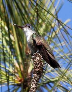 红嘴蜂鸟 / Azure-crowned Hummingbird / Saucerottia cyanocephala