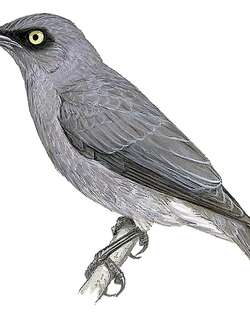 拉岛辉椋鸟 / Rarotonga Starling / Aplonis cinerascens