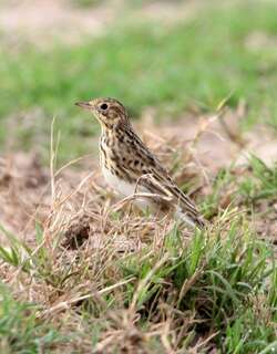短嘴鹨 / Short-billed Pipit / Anthus furcatus