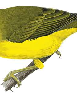 罗塔绣眼鸟 / Rota White-eye / Zosterops rotensis