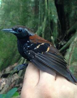 阿苏尔山蚁鸟 / Cordillera Azul Antbird / Myrmoderus eowilsoni
