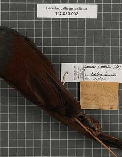 灰褐噪鹛 / Sunda Laughingthrush / Garrulax palliatus
