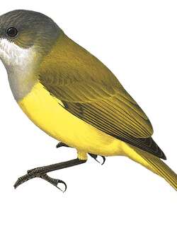 弗格克啸鹟 / Vogelkop Whistler / Pachycephala meyeri