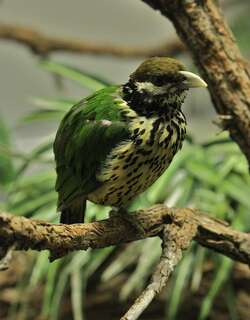 白耳园丁鸟 / White-eared Catbird / Ailuroedus buccoides