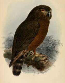 休氏鹰鸮 / Hume’s Hawk-Owl / Ninox obscura