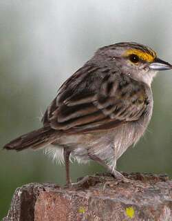 黄眉蝇鹀 / Yellow-browed Sparrow / Ammodramus aurifrons