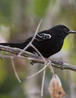 巴纳蚁鸟 / Bananal Antbird / Cercomacra ferdinandi
