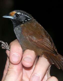 白耳穗鹛 / White-necked Babbler / Stachyris leucotis