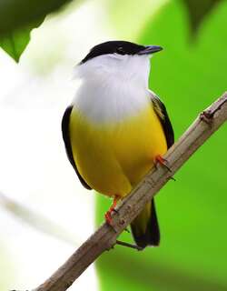 白头娇鹟 / White-collared Manakin / Manacus candei