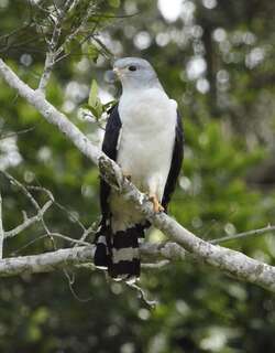 灰头美洲鸢 / Grey-headed Kite / Leptodon cayanensis