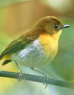 巴拉望姬鹟 / Palawan Flycatcher / Ficedula platenae