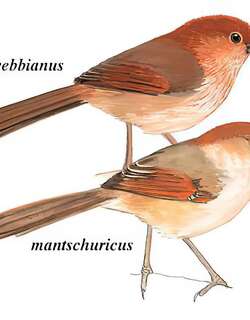 棕头鸦雀 / Vinous-throated Parrotbill / Sinosuthora webbiana