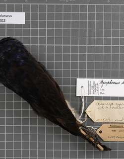 辉亮啸鸫 / Shiny Whistling Thrush / Myophonus melanurus