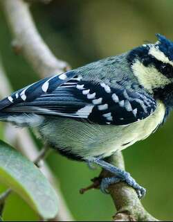 印度眼纹黄山雀 / Indian Black-lored Tit / Machlolophus aplonotus