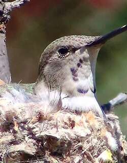 绿洲蜂鸟 / Oasis Hummingbird / Rhodopis vesper
