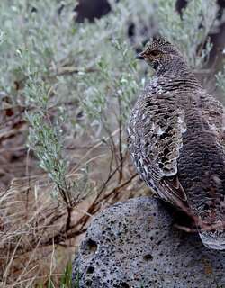 蓝镰翅鸡 / Dusky Grouse / Dendragapus obscurus