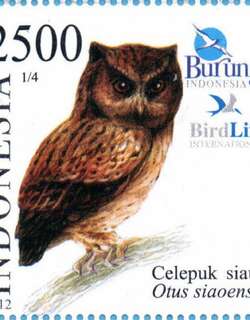 锡奥角鸮 / Siau Scops Owl / Otus siaoensis