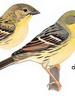 硫黄鹀 / Yellow Bunting