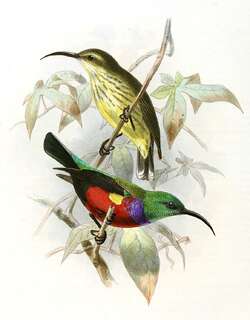 猩红簇花蜜鸟 / Johanna’s Sunbird / Cinnyris johannae
