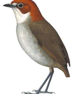白喉蚁鸫 / White-throated Antpitta / Grallaria albigula