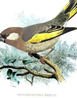 阿拉伯金翅蜡嘴雀 / Arabian Golden-winged Grosbeak / Rhynchostruthus percivali