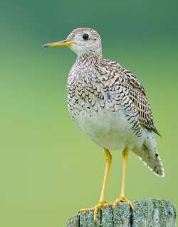 高原鹬 / Upland Sandpiper / Bartramia longicauda