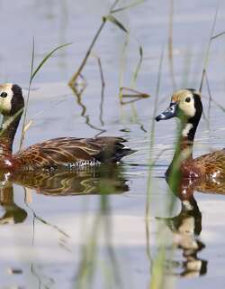 白脸树鸭 / White-faced Whistling Duck / Dendrocygna viduata