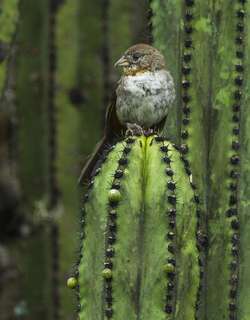白喉唧鹀 / White-throated Towhee / Melozone albicollis
