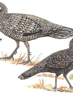 灰孔雀雉 / Grey Peacock-Pheasant / Polyplectron bicalcaratum