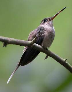 直嘴隐蜂鸟 / Straight-billed Hermit / Phaethornis bourcieri