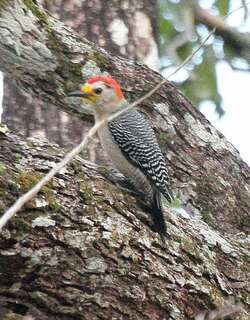 尤卡坦啄木 / Yucatan Woodpecker / Melanerpes pygmaeus