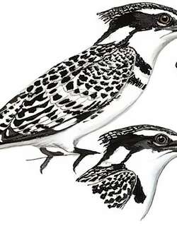 斑鱼狗 / Pied Kingfisher / Ceryle rudis