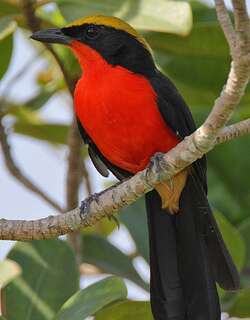 非洲黑鵙 / Yellow-crowned Gonolek / Laniarius barbarus