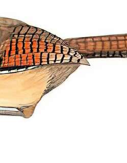 白眶斑翅鹛 / Spectacled Barwing / Actinodura ramsayi