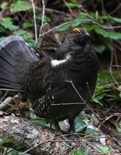 乌镰翅鸡 / Sooty Grouse / Dendragapus fuliginosus