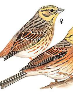 黄鹀 / Yellowhammer / Emberiza citrinella