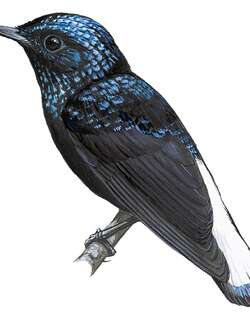 那特瓦丝尾阔嘴鹟 / Natewa Silktail / Lamprolia klinesmithi