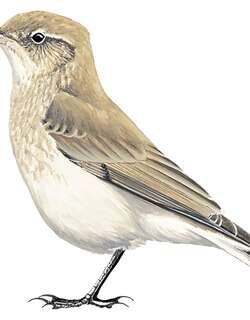 短嘴掘穴雀 / Short-billed Miner / Geositta antarctica