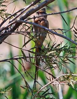 红脸鼠鸟 / Red-faced Mousebird / Urocolius indicus