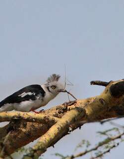 灰冠盔鵙 / Grey-crested Helmetshrike / Prionops poliolophus