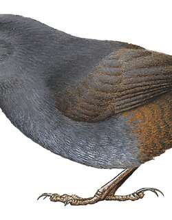 加拉加斯窜鸟 / Caracas Tapaculo / Scytalopus caracae