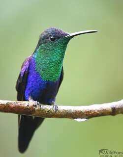 蓝顶妍蜂鸟 / Crowned Woodnymph / Thalurania colombica