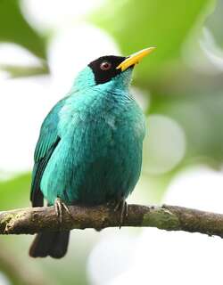 绿旋蜜雀 / Green Honeycreeper / Chlorophanes spiza
