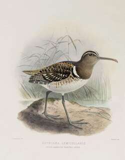 半领彩鹬 / South American Painted-snipe / Nycticryphes semicollaris