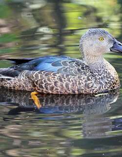 褐顶琵嘴鸭 / Cape Shoveler / Spatula smithii