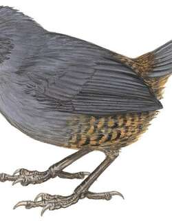 马格达雷窜鸟 / Magdalena Tapaculo / Scytalopus rodriguezi